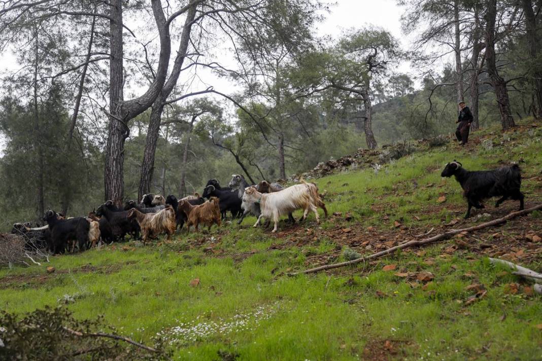 17 yıldır dağda tek başına yaşayan adamın insanlara küsme nedeni şaşırttı! Evlilik detayı dikkat çekti 3